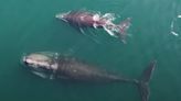 Critically Endangered North Atlantic Right Whale Spotted Nursing Calf Near Cape Cod — See the Video!
