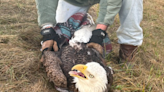 Bald eagle hit by vehicle rescued from interstate by Maine Maritime student