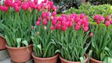 Potted tulip care tips – forgetting crucial step means your bulbs will rot