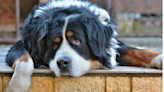 'Spoiled' Bernese Mountain Dog Refuses to Get in the Car Without Dad's Help & It's Priceless