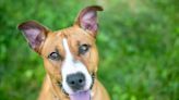 Sad Video of Dogs Who Didn't Find Homes at Massachusetts Adoption Event Is Heartbreaking