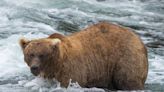 This is how a mama bear won Fat Bear Week, Katmai National Park officials say