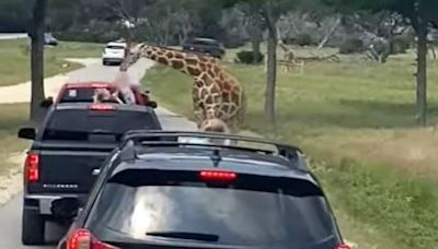 Giraffe lifts up toddler into the air during safari drive-thru