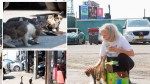 Willets Point Development will doom nearly 100 cats in grimy ‘Shea Stadium strays’ colony: ‘Nowhere to go but to their death’