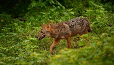 Uttar Pradesh: Three children among four injured in animal attacks in Bahraich