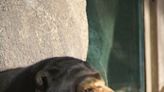 El Paso Zoo announces death of Sun Bear ‘Heliana’
