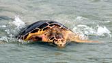 Surf City turtle hospital gives 'home-going' for several sea turtles