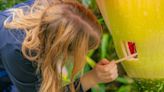 Kew's foul-smelling 'corpse flower' blooms again