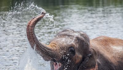 Cute Video of Rescued Elephant ‘Playing’ Like a Kid Is Making Everybody Smile