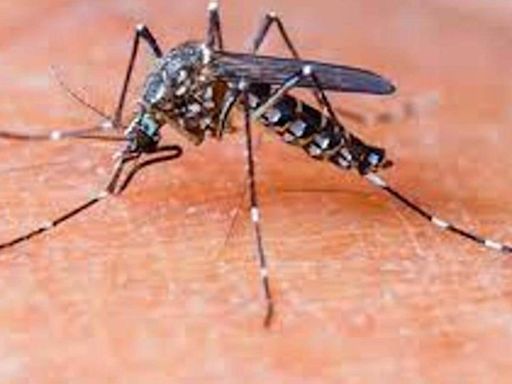 Pimpri-Chinchwad reports 24 dengue cases in July