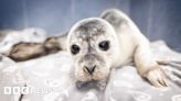 Seal 'taken from mum' from Walton-on-the-Naze beach