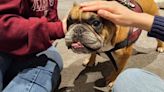 TWU’s Pet Therapy program gives students a chance to rest, relax and make new furry friends