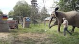 With a big kick, Bubi the elephant oracle predicts Germany to win Euro 2024 opener