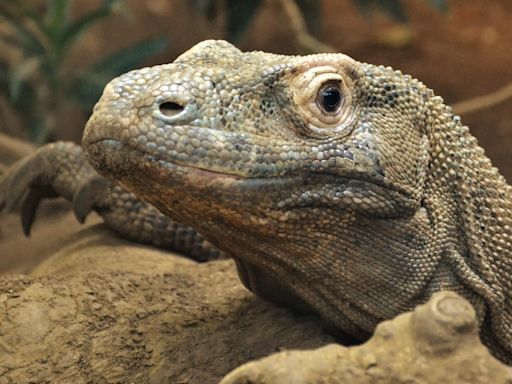 Komodo dragons have iron-coated teeth to help rip and tear prey, say scientists