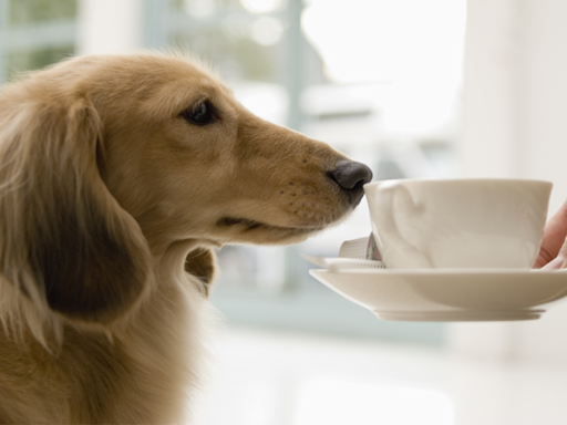 Coffee-Loving Dachshund Only Comes Out of Hiding for One Thing