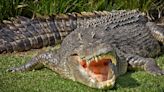 Australian police find remains of girl (12) snatched by crocodile in remote north