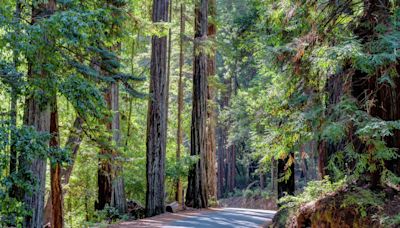 Calif.'s Big Basin Redwoods State Park to add hundreds of acres