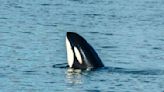 Orcas aren't all the same species, study of North Pacific killer whales reveals