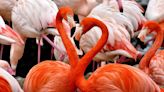 Florida sees rise in flamingo population thanks to wetland restoration