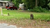 UPDATE: Pet primate that escaped now captured in South Carolina