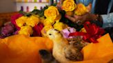 Where the chicks hang out: Flower shop owner raises flock with personality
