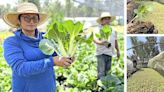 La Jornada: Col china se adapta a las chinampas y su cultivo es un éxito para cooperativa