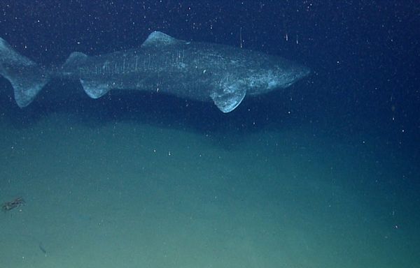 Greenland sharks can live for over 250 years, and scientists want to use their anti-aging secrets to help humans live longer