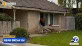 Watch: Bear steals package of Oreos from California home