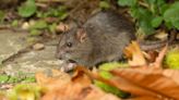 The £1 plant gardeners swear by to keep pesky rats away