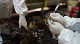 Cientistas estão tentando manter o mundo seguro contra a gripe aviária