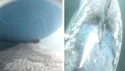 Boat hits massive 23-foot shark in rare video footage