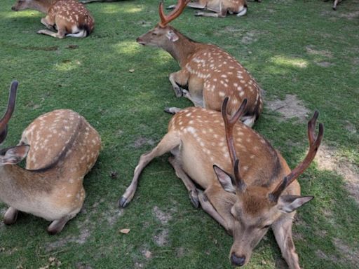 遊客變多狂餵仙貝！奈良增92隻鹿寶寶 CNN：繁殖活躍爆嬰兒潮│TVBS新聞網