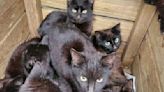 Nearly 100 black cats discovered in abandoned house
