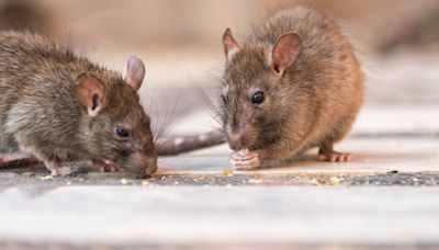 Incurable rat disease kills 4 people amid 'very serious' surge in cases