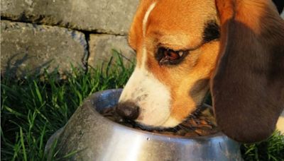 Qué hacer si una mascota no quiere comer su alimento