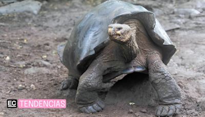 En el Día de la Tortuga, te invitamos a conocer más sobre la tortuga de Galápagos