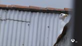Detectan en O Grove (Galicia) el segundo foco de gripe aviar en lo que va de año
