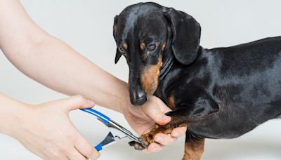 Dachshund Dad Has Genius Trick for Getting Dog to Sit Still for Nail Clipping