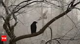 Crows are smarter than you think. Check out how. - Times of India