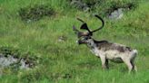 Quebec refuses to take part in caribou consultations