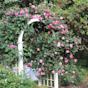 rose Arbor