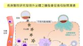 長庚最新研究：「醣脂」有助胚胎著床