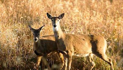 Missouri Department of Conservation seeks public input on deer management plan