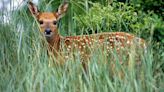 Fawn on the lawn? Leave the baby deer alone, DNR says