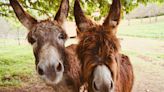 Martha Stewart Introduces Precious Pet Donkeys in Irresistible Video