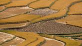 India's rice curbs to lift prices, stoke food inflation worries