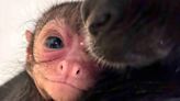 Lincoln Children's Zoo welcomes third spider monkey baby