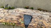 Mysterious ‘tar patties’ wash up on Oregon Coast