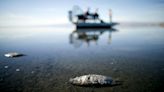 Salton Sea obligations cited in letter as government formulates Colorado River plan