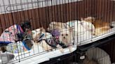 Dogs locked up in Bangkok house without food eat body of dead owner